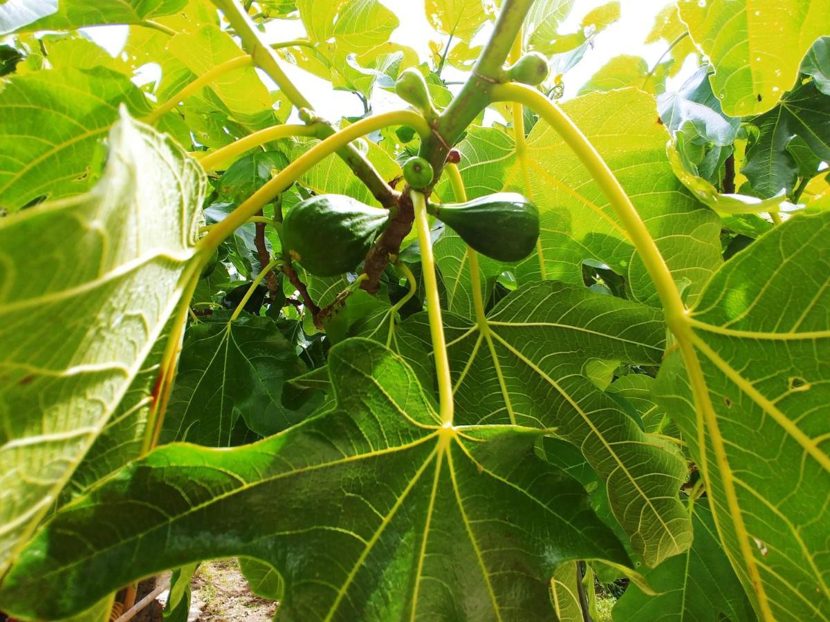 Agricamping Ponteraggio N.1 Otel Dolceacqua Dış mekan fotoğraf