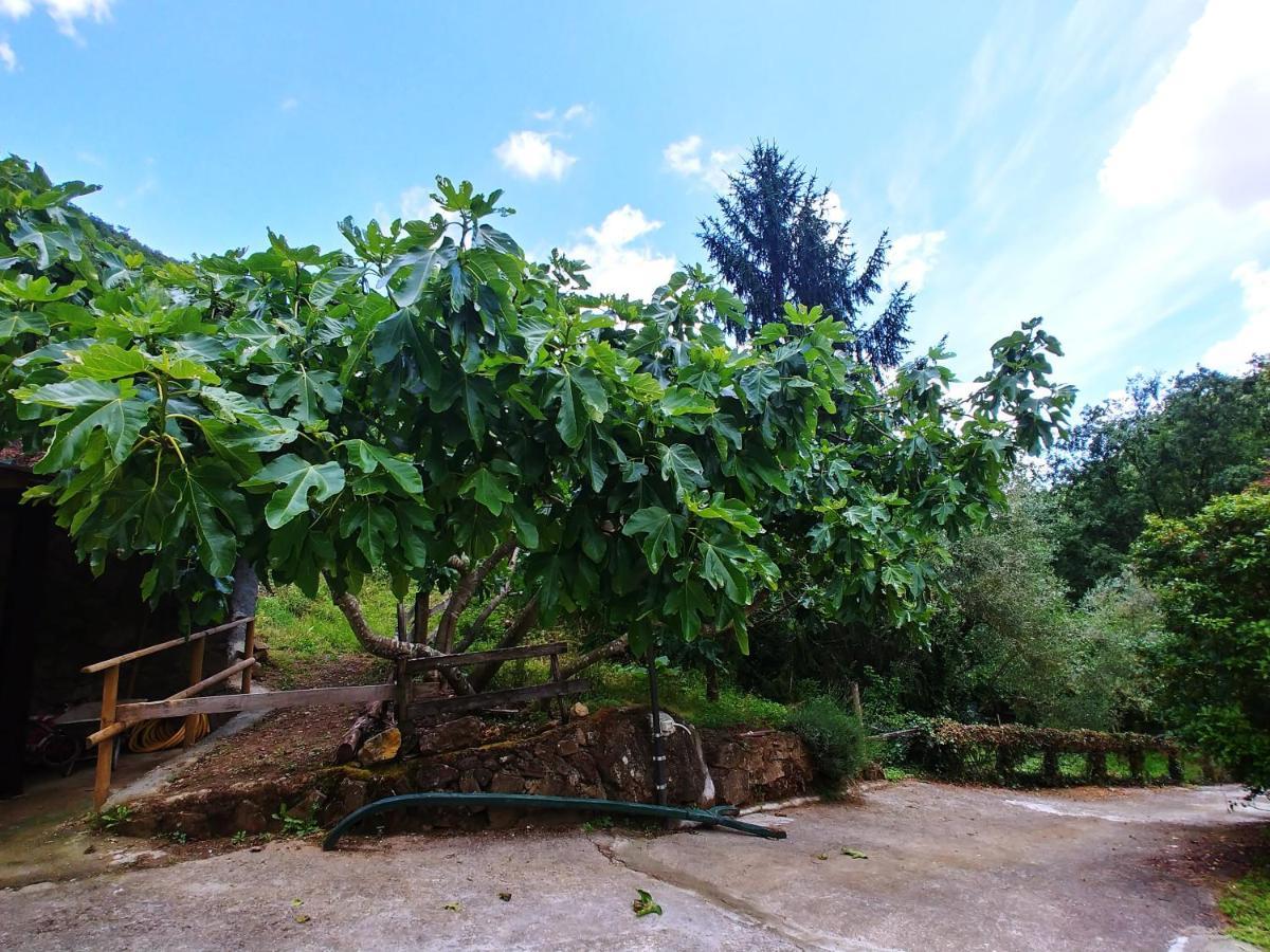 Agricamping Ponteraggio N.1 Otel Dolceacqua Dış mekan fotoğraf